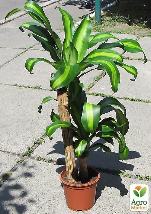 Драцена Массаджена "Dracaena frag. Massangeana" д 19 см вис. 90 см