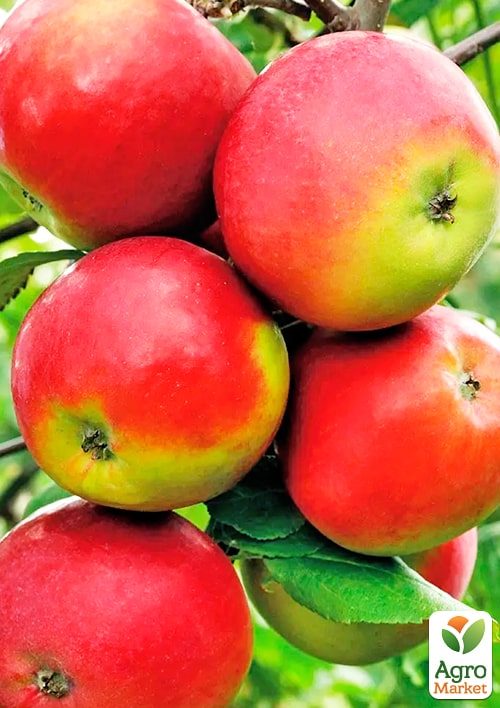 Яблоня "Амулет" (раннезимний сорт)