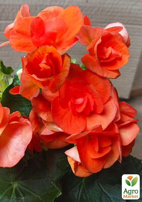 Бегония цветущая "Orange" - фото 5