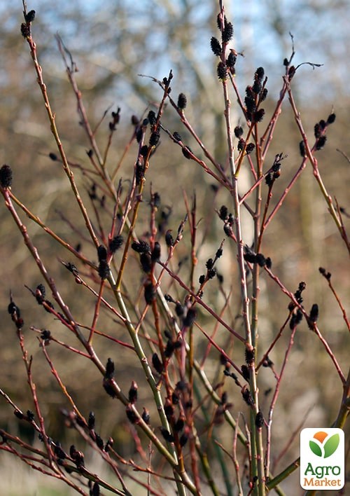 Верба 2-х річна тонкослупкова чорна "Melanostachys" - фото 3