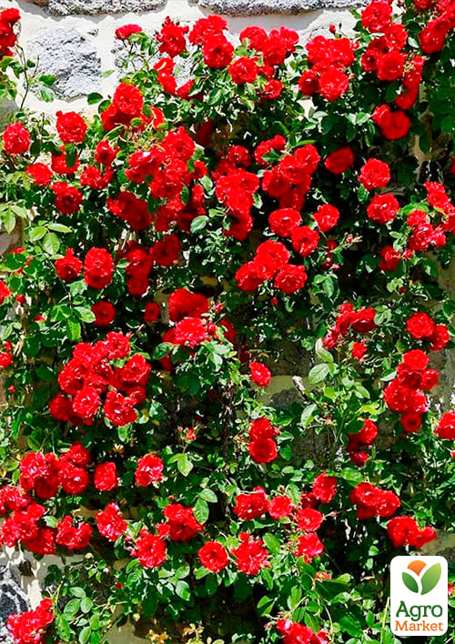 Роза плетистая "Норита" (саженец класса АА+) высший сорт - фото 4