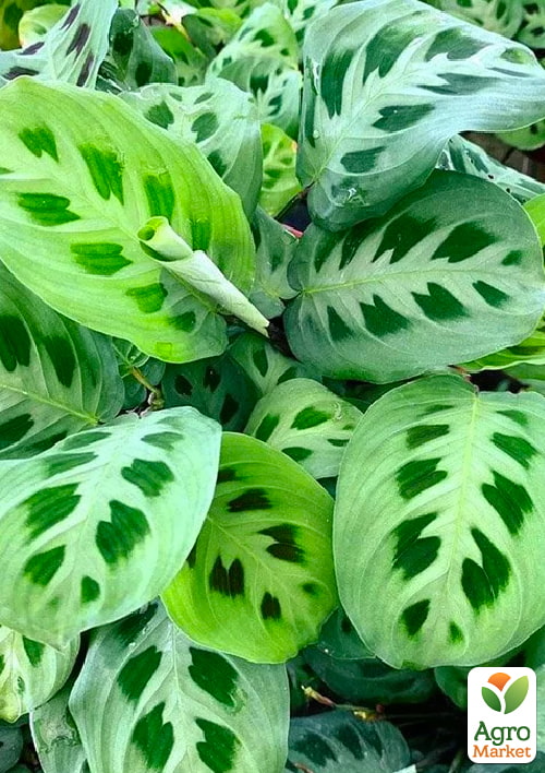 Маранта "Leuconeura" - фото 6