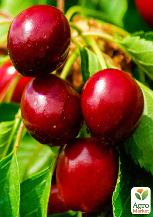 Черешня "Гигантелла" (летний сорт, средний срок созревания) - фото 5