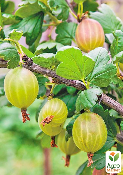 Крыжовник "Княжич" (средний срок созревания)