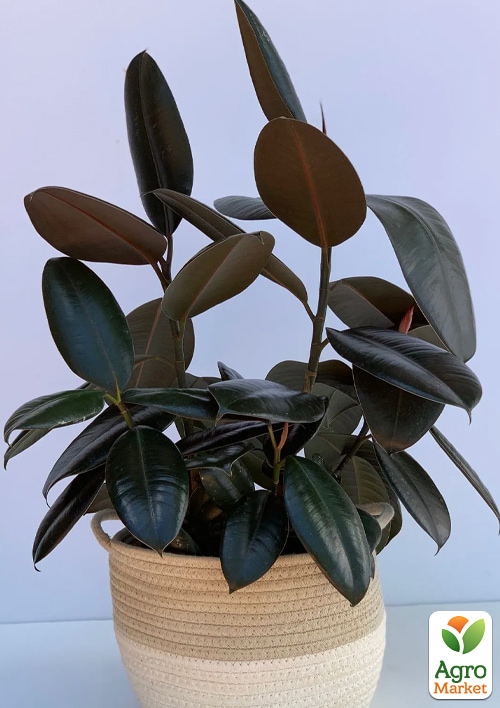 Фикус Эластика "Abidjan" высота 30-40см - фото 5