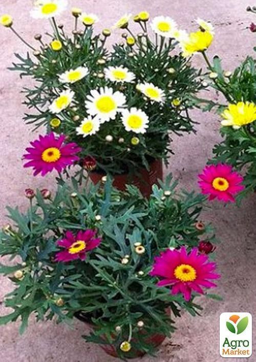 Аргірантемум "Dana" (контейнер № 10, висота 15 см) - фото 2