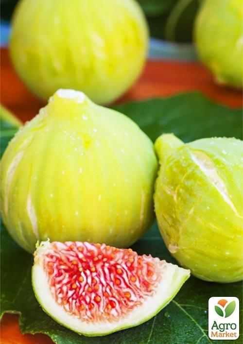 Інжир "Брунсвік" - фото 6