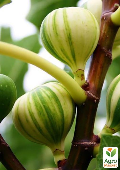 Инжир полосатый "Панч" (Panache)