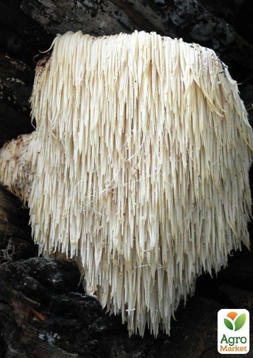 Сухий зерновий міцелій "Геріцій шипуватий" 100г