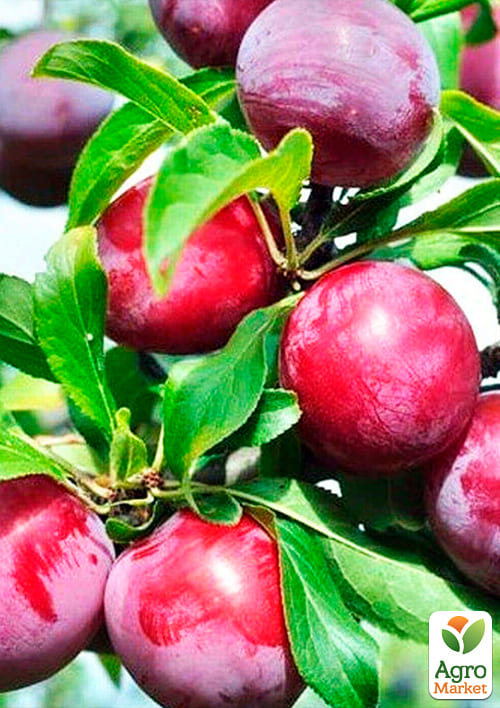 Слива "Оцарк Прем'єр" (літній сорт, середньостиглий термін дозрівання) - фото 4