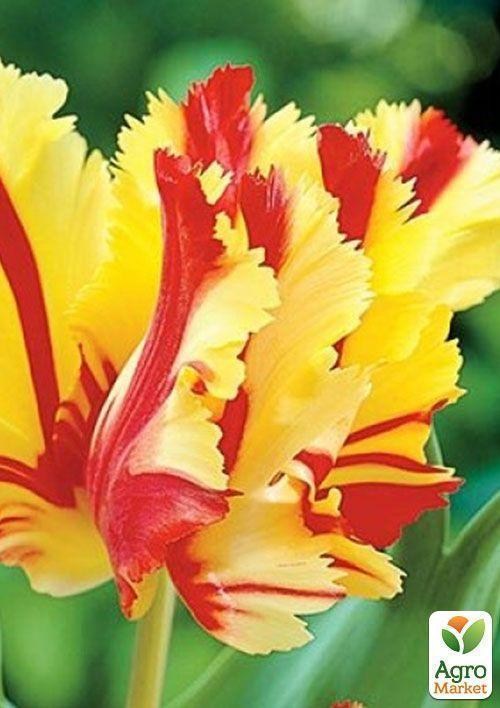 Тюльпан "Flaming Parrot Gold" (розмір 11/12, великий) 3шт в упаковці