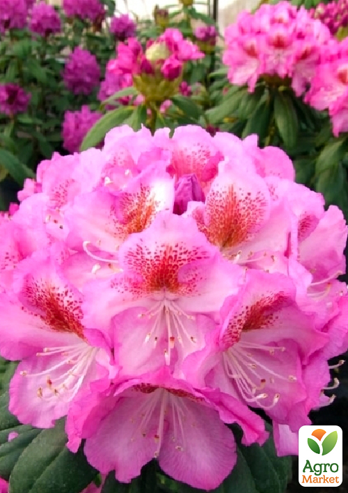 Рододендрон гібридний вічнозелений "Казимир Одновічел" (Kazimierz Odnowiciel)