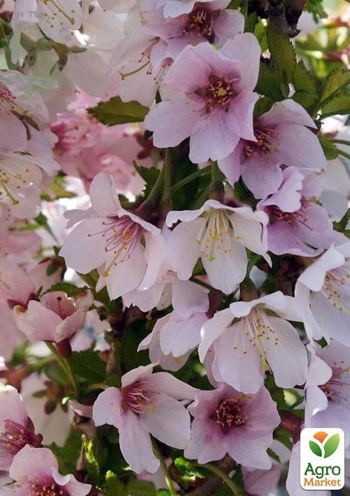 Сакура кустовая (Prunus incisa) "Kojou-no-mai"