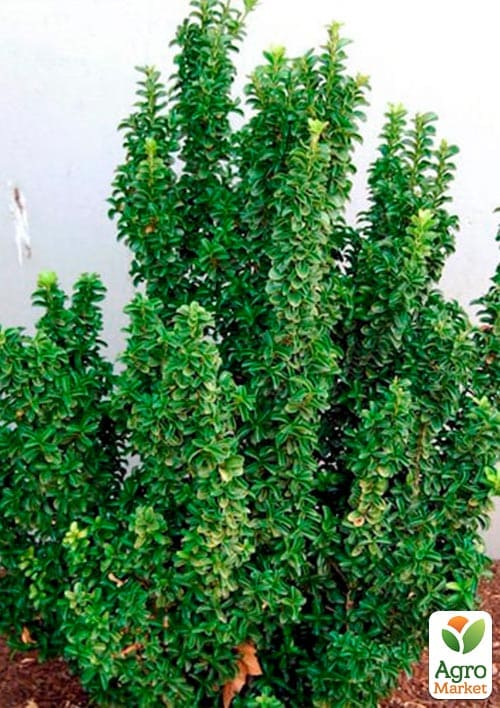 Бересклет Японский "Green Spire" - фото 5