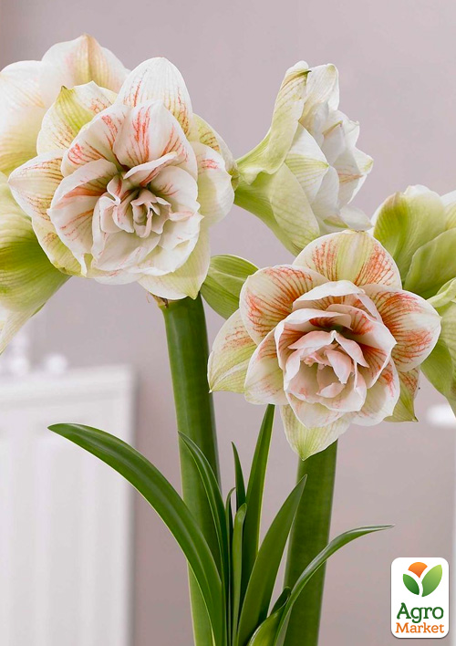 Амариллис (гиппеаструм) махровый в горшке "Nymph"