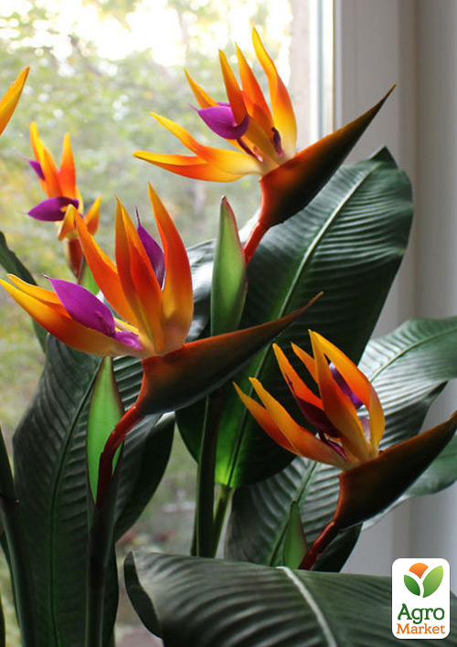 Стреліція Королівська "Bird of Paradise" - фото 6