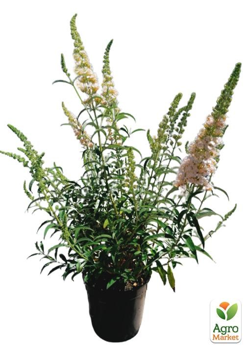 Буддлея Давида 2х летняя "White Ball" С2 - фото 3