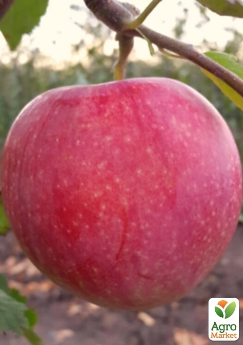 Яблоня "Слава Победителям" укорененная в контейнере (саженец 2 года) - фото 2