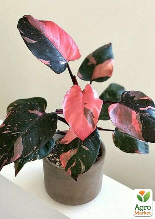 LMTD Филодендрон "Pink Princess" высота 15-30см - фото 6