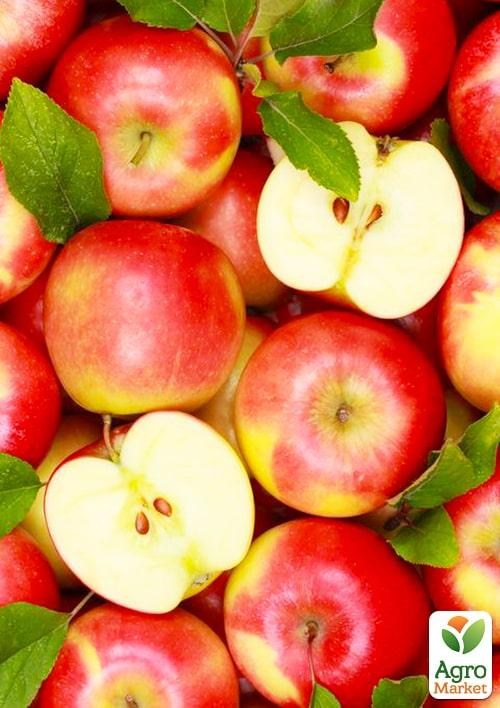 Уценка!!! Яблоня в ассортименте