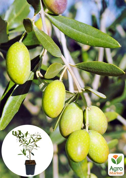 Оливкове Дерево "Olea Europaea" (міні штамб) висота 35-45см