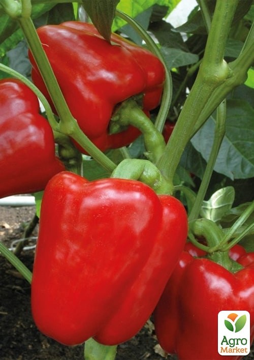 На развес Перец "Доминатор" ТМ "Весна" цена за 1г - фото 2