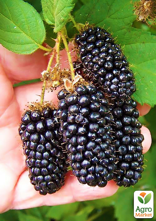 Ожина рання великоплідна "Карака Блек" (Karaka Black®)