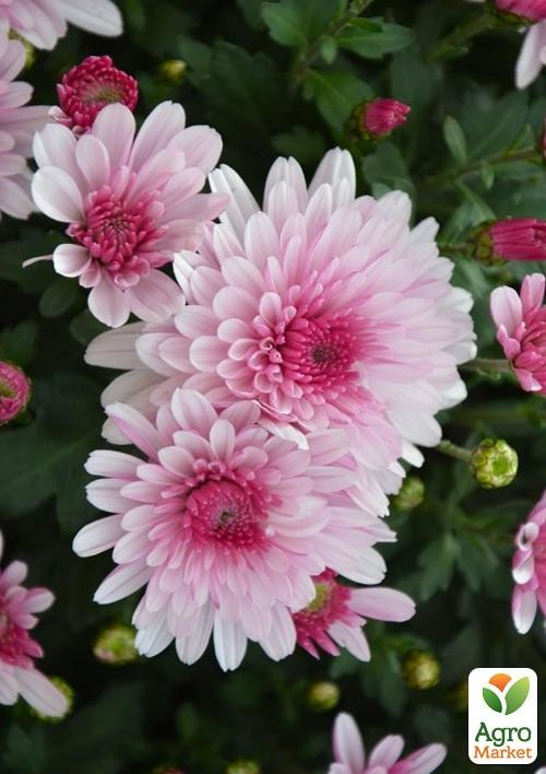 Хризантема Садова "Bransound Pink" (висота 30-50см) - фото 3
