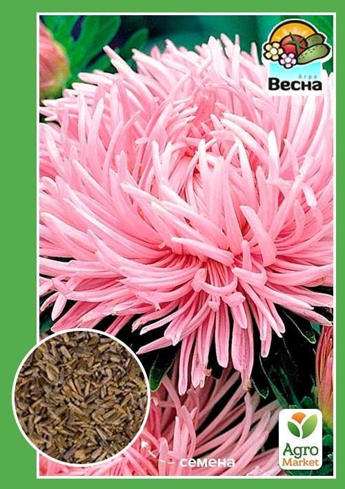 Астра "Шиншила" розовая ТМ "Весна" 0.2г