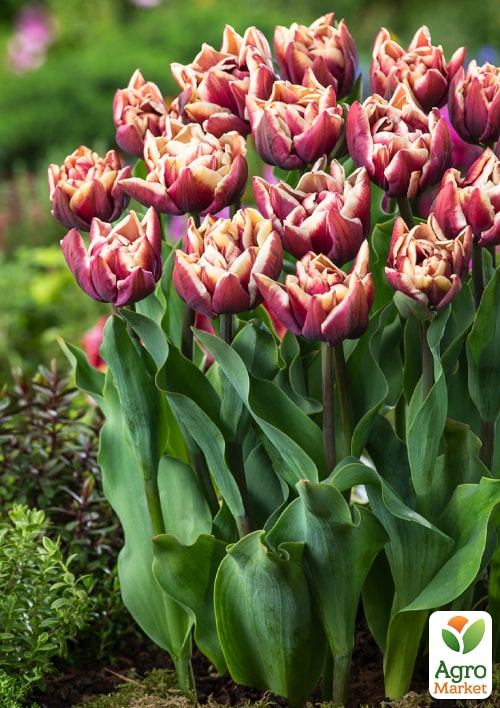 Тюльпан "Wyndham"  - фото 2