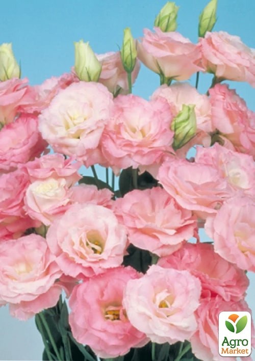 Эустома махровая "Мариачи F1" мисти пинк ТМ "Профессиональные семена" 100шт