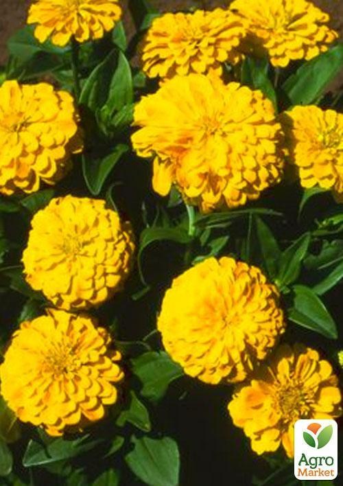 Цинія "Золоті соти" (Зипер) ТМ "Весна" 2г - фото 2