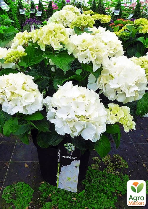 Гортензія крупнолиста "Schneeball" - фото 7