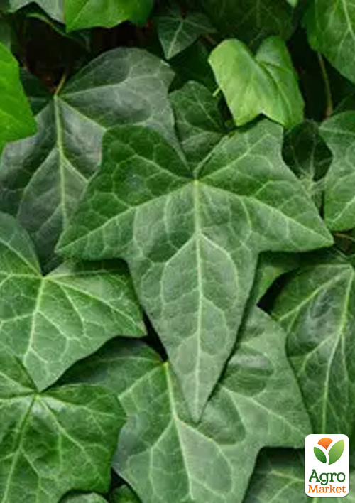 LMTD Плющ "Hedera Helix" (высота 60-70см) - фото 3