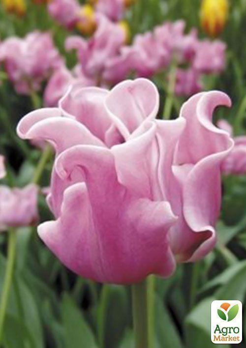 Тюльпан "Picture" 2шт в упаковке