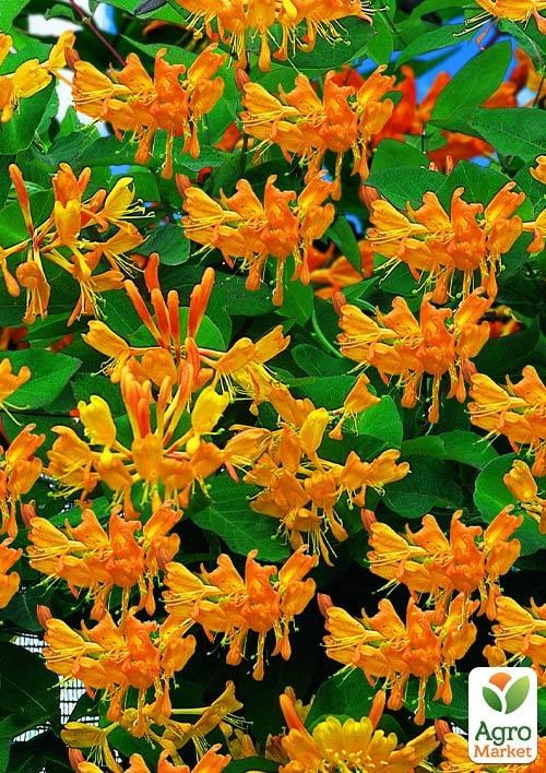 Жимолость Тельмана 2х-летняя, высота 50-90см, С2