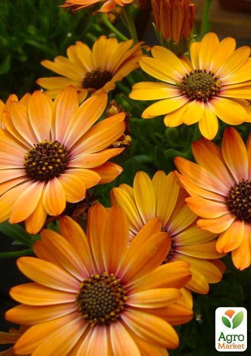 Остеоспермум "Orange Sunrise" (контейнер № 10, высота 10-20 см) - фото 2