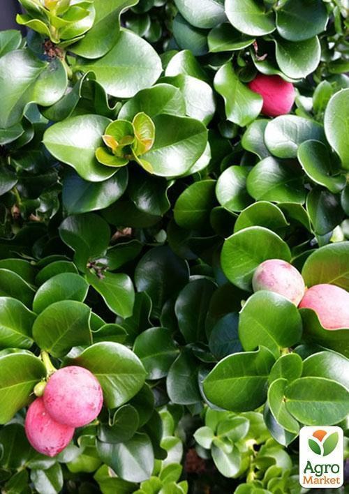 Карісса великоплідна (ягідна слива) - фото 2