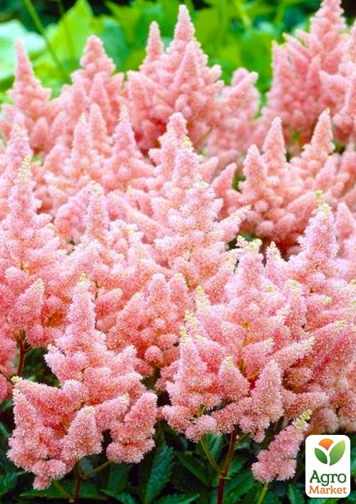 Астильба "Sister Theresa" 1шт