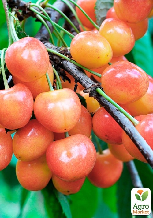 Черешня пирамидальная "Розовая" укорененная в контейнере (саженец 2 года)