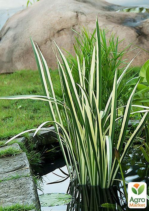 Аїр звичайний Ряболисті