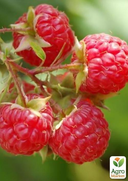 Малина "Джоан Ирене" (Joan Irene) (ремонтантный сорт)