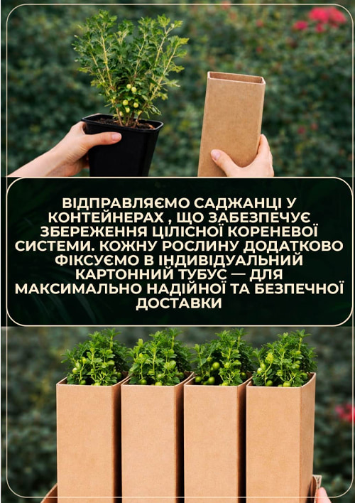 Эксклюзив! Малиновое дерево "Королевская власть" укорененное в контейнере - фото 3