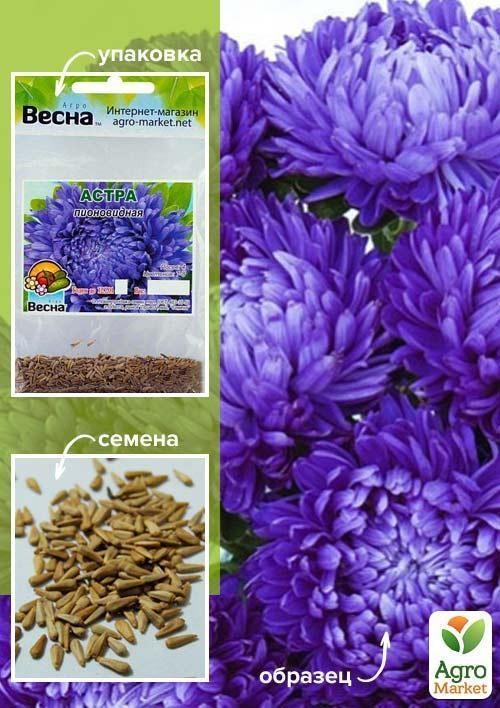 Айстра "Півоновидна синя" (Зипер) ТМ "Весна" 0,5г