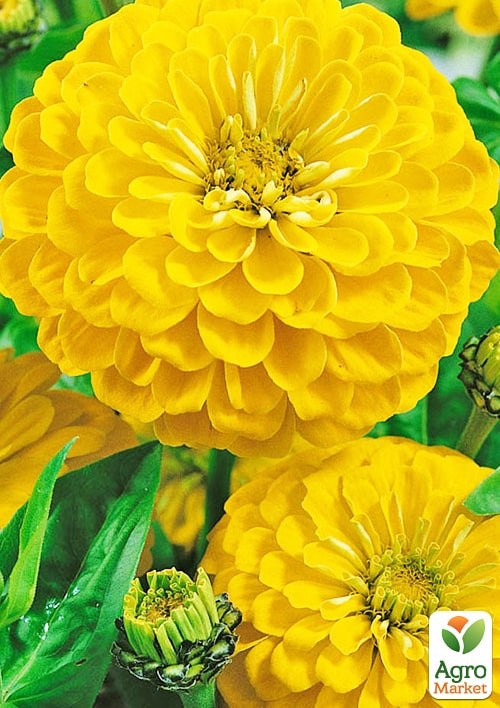 На развес Цинния "Канарейка" ТМ "Весна" цена за 4г - фото 2