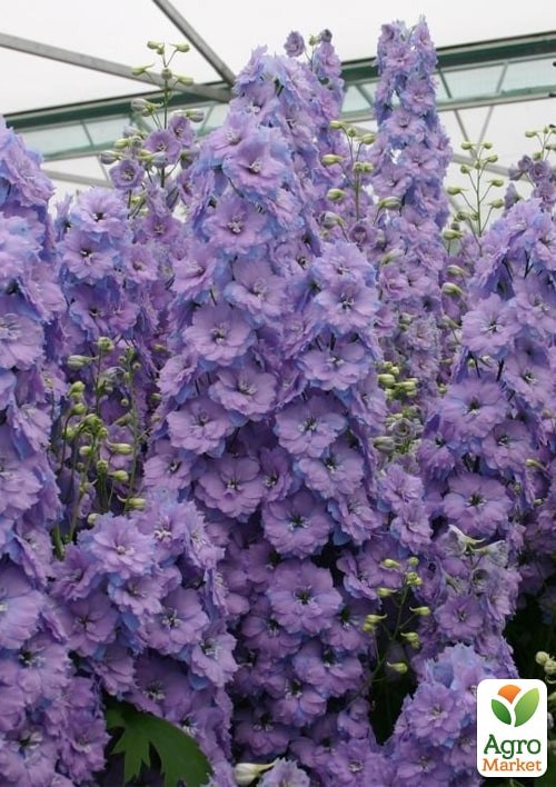 Дельфиниум "Новозеландский гигант лиловый" ТМ "Vesna Exclusive" 3шт