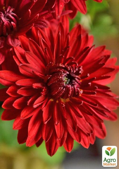 Хризантема мультифлора шарообразная "Futura Red" 