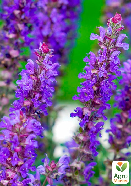 Шавлія "Deep Ocean" - фото 5