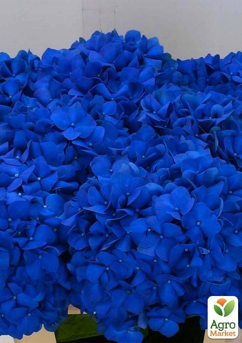 Гортензия ремонтантная крупнолистная 3х летняя "Pimpernel" - фото 3