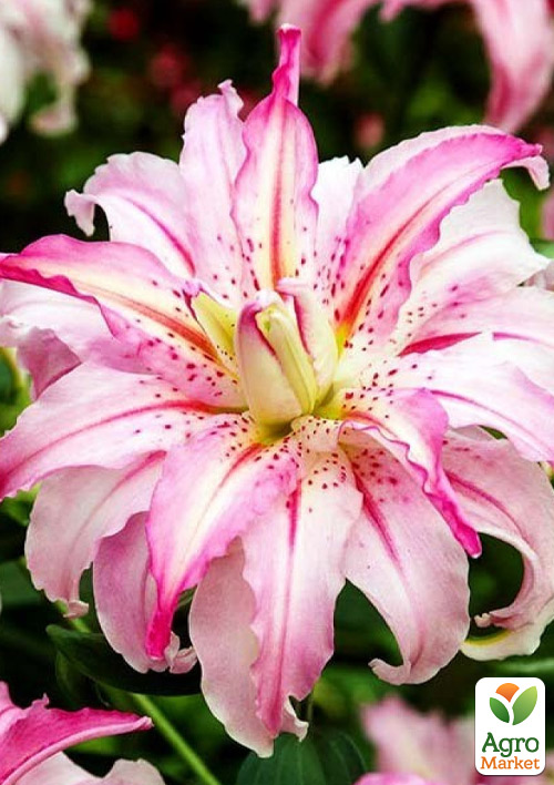 Лилия "Sweet Rosy"